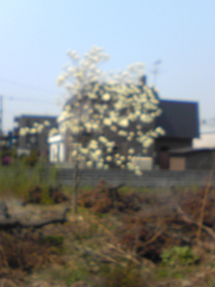 花 :: 今はなき石田さんちの敷地にある木。
